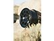 Fifteen52 Traverse MX Frosted Graphite Wheel; 17x8 (87-95 Jeep Wrangler YJ)